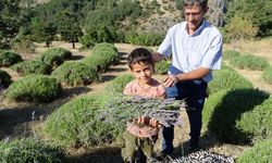 Bir başarı hikayesi...Kıraç alanlardan lavanta tarlalarına