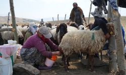 Muş'ta güneşten önce uyanan kadınların zorlu yayla mesaisi devam ediyor