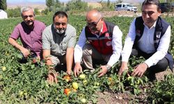 Salçalık biber ve domates hasadı başladı