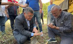 Sinop'ta ilk karabuğday hasadı gerçekleştirildi