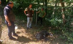 Su kuyusuna düşen yavru domuz kurtarıldı