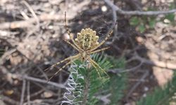 Tehlikeli örümcek Argiope lobata Tokat'ta görüldü