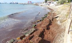 Tekirdağ kıyıları poyrazın etkisiyle kızıl yosunlarla kaplandı