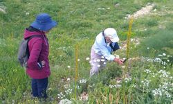 Tunceli’de yeni bitki türü keşfedildi