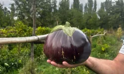 2 Kilo 200 gram ağırlığındaki patlıcan şaşkınlık yarattı