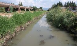 Bu derede balık ölümlerinin sebebi ortaya çıktı