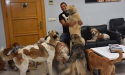 İzmir'de iş insanı fabrikasını sokak hayvanlarına açtı! 36 köpek ve 7 kediye bakıyor...