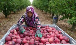 Türkiye'nin elma bahçesinde hasat başladı| 1 milyon ton rekolte bekleniyor