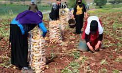 Erzincan Çayırlı’da patates hasadı başladı