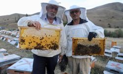 Her yıl bal üretmeye gelen kardeşler, bu sezon 7 ton bal elde etti