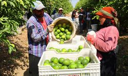 Bahçede 8, marketlerde 25 Lira