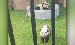 Çin’de bu da oldu: Panda diye sergilenen hayvanlar bakın ne çıktı