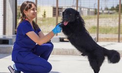 İzmir’de sahipsiz köpekler için yeni eylem planı: Yol haritası belirlendi