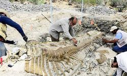 Çin'de İlk Dinozor Fosili Keşfedildi