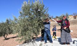 Gaziantep’te zeytin hasadı