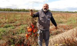 Dondurucu soğuklar tarımı vurdu: Tonlarca sebze dondu