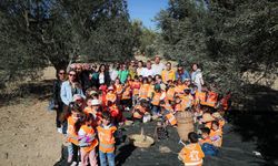 Aliağa'da zeytin hasat sezonu başladı