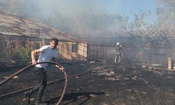 Antalya'da sazlık alanında yangın: 3 sera zarar gördü