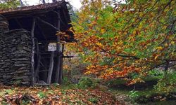 Yaylası sonbahar renklerine büründü: Aydın’ın kestanesiyle meşhur köyü