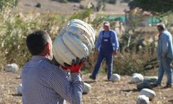 Balkabağı üreticileri aracılara tepki gösteriyor