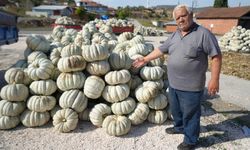 Bilecik'te kestane kabağı üretimi 40 şehre ulaştı