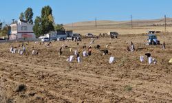 Çiftçi, patatesleri bedava dağıttı