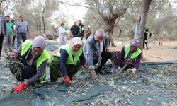 Edremit’te zeytin hasadı başladı