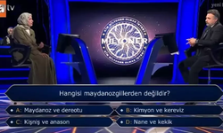 Kim Milyoner Olmak İster’de soruldu: Hangisi maydanozgillerden değildir? I İşte cevabı…