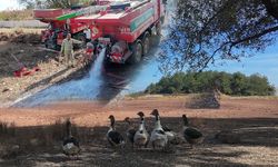 Taşıma su ile göle takviye! Manisa'da Sülüklü Göl kurudu