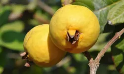 C vitamini deposu, kışın gizli şifası: Guava meyvesi