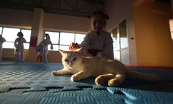 Barınaktan ''Karate Cat'' yolculuğuna