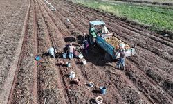 Kayseri’de patates hasadı başladı: 846 bin ton rekolte bekleniyor