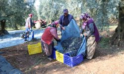 Marmarabirlik, zeytin üretim maliyetini açıkladı