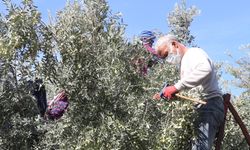 Mersin Mut’ta zeytin hasadı uyarısı: "Acele etmeyin!"