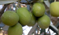 Mersin'in Mut ilçesinde zeytin hasadı ve zeytinyağı üretimi başladı