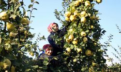 Sakarya Ayvası'nda hasat zamanı