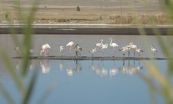 Ulaş Gölü'nde flamingo sürprizi!