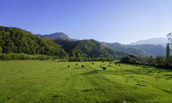 İsviçre Alplerinde gibi hissedeceksiniz! Karadeniz’in en güzel yaylası