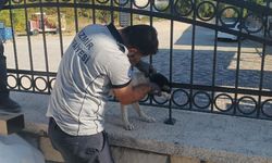 İzmir itfaiyesi görev başında: Demir parmaklıkta mahsur kalan köpek kurtarıldı!