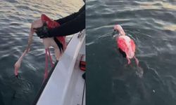 İzmir’de balıkçılar, misinadan kurtarılan flamingoyu hayata döndürdü!