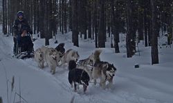 Eksi 30 derecede kızak turu: Husky'lerle unutulmaz bir macera