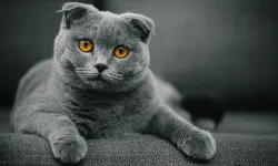 Scottish Fold ve Sfenks kedilerinin sahiplenilmesi yasaklandı