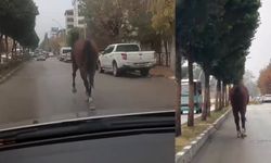 Mazgal ve koşan at trafiği tehlikeye sokan anlar yarattı