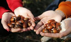 Bağırsakları düzenliyor, cildi güzelleştiriyor! Antibiyotik kadar etkili