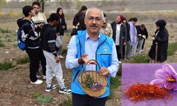 Botanik bahçesinde ilk safran hasadı yapıldı