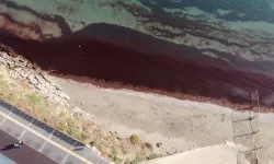 Tekirdağ kıyıları kırmızı yosunlarla kaplandı