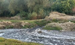 Gediz Nehri'nde balık ölümleri tedirginlik yaratıyor