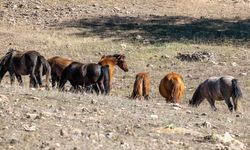 Adada Antik Kenti'nde yılkı atları görsel şölen sundu