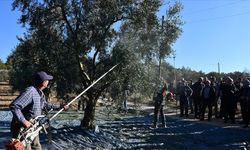 Zeytin hasadı başladı | Zeytin hasadında yüzleri güldüren proje