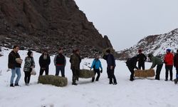 Oltu, soğuk kış günlerinde yaban hayvanlarını unutmadı